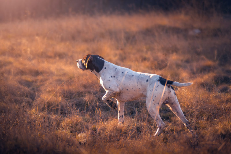 hvordan man bruger procedure dræbe 🥇Unerwünschtes Jagdverhalten beim Hund ▷abtrainieren & kontrollieren